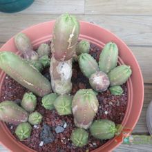 A photo of Echinocereus scheeri var. gentryi