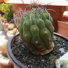 Una foto de Matucana madisoniorum