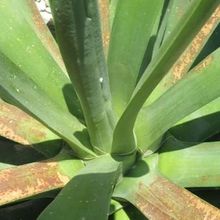 A photo of Agave bracteosa 