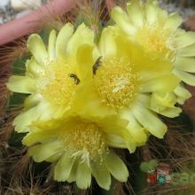 A photo of Parodia schumanniana