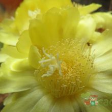A photo of Parodia schumanniana