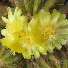 A photo of Parodia schumanniana