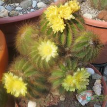 A photo of Parodia schumanniana