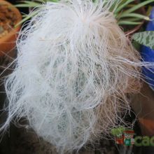 A photo of Cephalocereus senilis