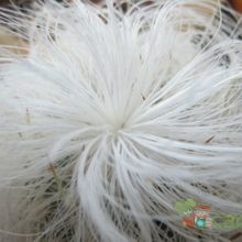 A photo of Cephalocereus senilis
