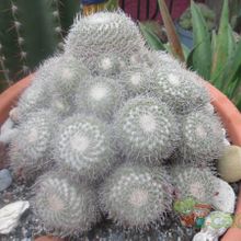 A photo of Mammillaria geminispina