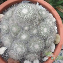 A photo of Mammillaria geminispina