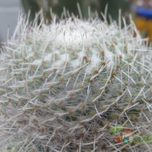 A photo of Mammillaria geminispina