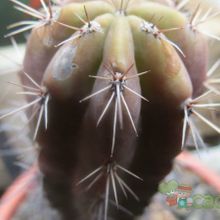 A photo of Echinopsis cuzcoensis