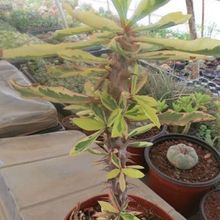 Una foto de Euphorbia milii fma. variegada