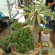 Una foto de Pachypodium lamerei fma. crestada