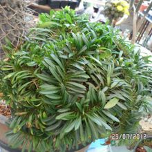 Una foto de Pachypodium lamerei fma. crestada