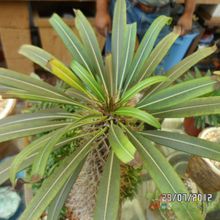 Una foto de Pachypodium lamerei fma. crestada