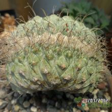 Una foto de Strombocactus disciformis fma. crestada