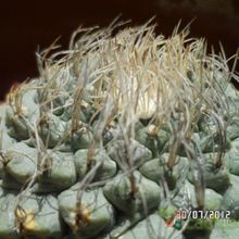 Una foto de Strombocactus disciformis