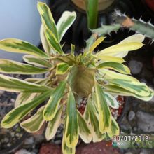 Una foto de Euphorbia candelabrum fma. variegada