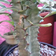Una foto de Euphorbia candelabrum fma. variegada