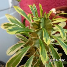Una foto de Euphorbia candelabrum fma. variegada