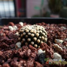 A photo of Mammillaria luethyi