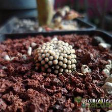 A photo of Mammillaria luethyi