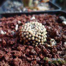 A photo of Mammillaria luethyi