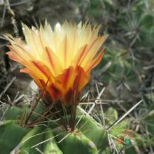 Una foto de Ferocactus robustus