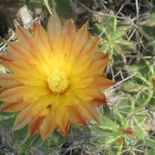 A photo of Ferocactus robustus