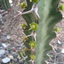 A photo of Euphorbia knuthii