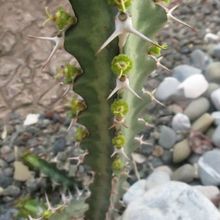 A photo of Euphorbia knuthii