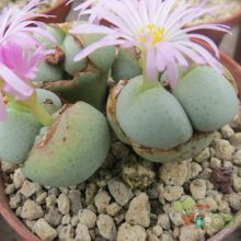 Una foto de Conophytum velutinum