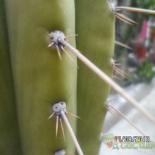 Una foto de Echinopsis peruviana