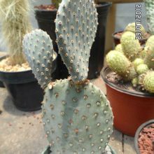 Una foto de Opuntia basilaris