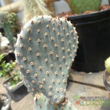 Una foto de Opuntia basilaris