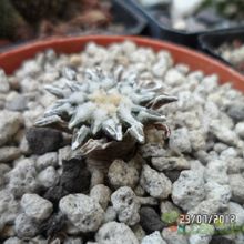 A photo of Ariocarpus kotschoubeyanus