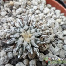 A photo of Ariocarpus kotschoubeyanus