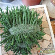 A photo of Euphorbia flanaganii fma. crestada