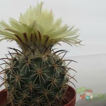 Una foto de Coryphantha salm-dyckiana