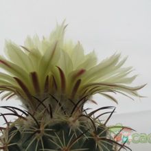 Una foto de Coryphantha salm-dyckiana