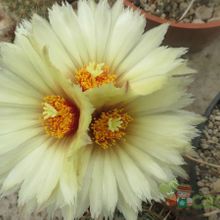 Una foto de Coryphantha salm-dyckiana