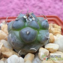 A photo of Turbinicarpus schmiedickeanus subsp. klinkerianus