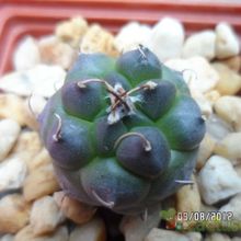 A photo of Turbinicarpus schmiedickeanus subsp. klinkerianus