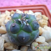 A photo of Turbinicarpus schmiedickeanus subsp. klinkerianus