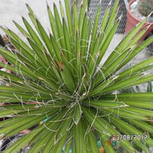 Una foto de Yucca filifera