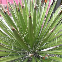 Una foto de Yucca filifera
