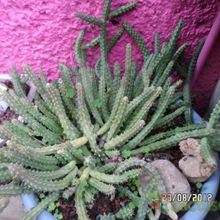 Una foto de Huernia aspera