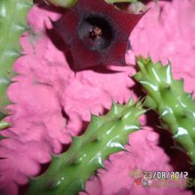 Una foto de Huernia aspera