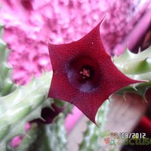 Una foto de Huernia aspera