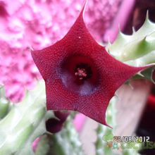 Una foto de Huernia aspera