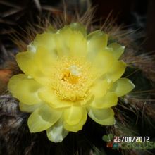 A photo of Parodia schumanniana