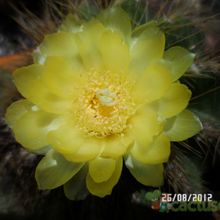 A photo of Parodia schumanniana
